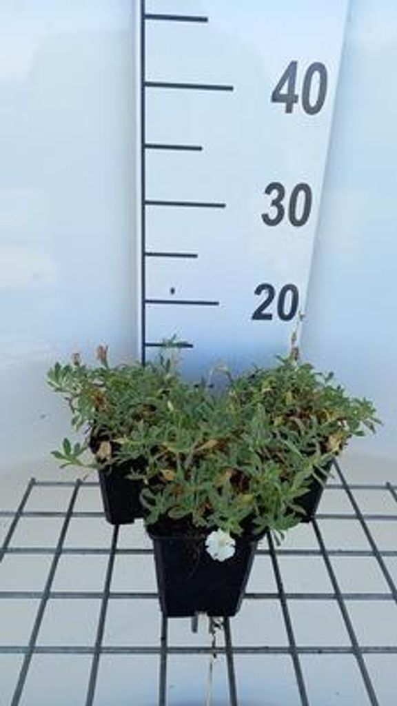 6 x Silene mar. 'Weisskehlchen' - Silene - Topf 9 x 9 cm