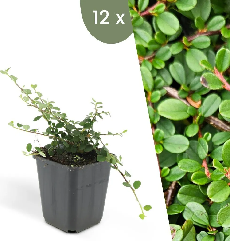 Plantes de jardin Cotoneaster couvre-sol pour talus et rocailles - 12p