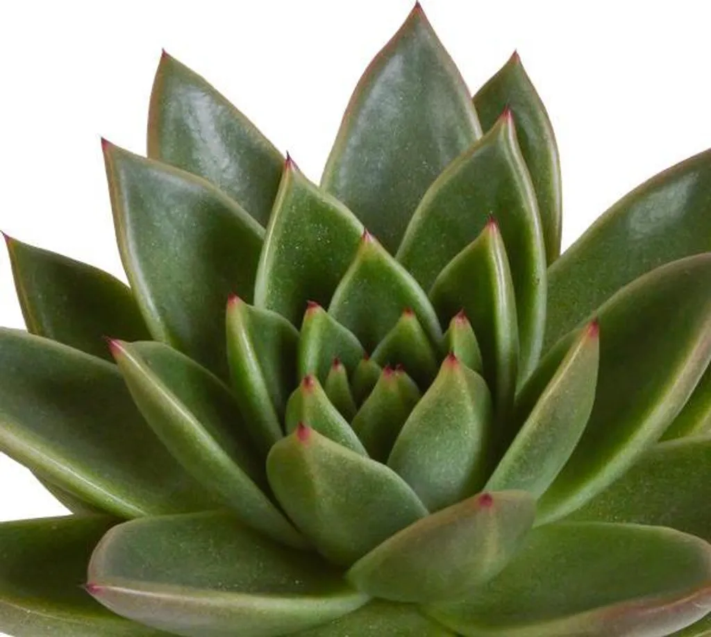 Succulente Inusable : Pack de 3 Echeveria Steinrose pour Main Grise