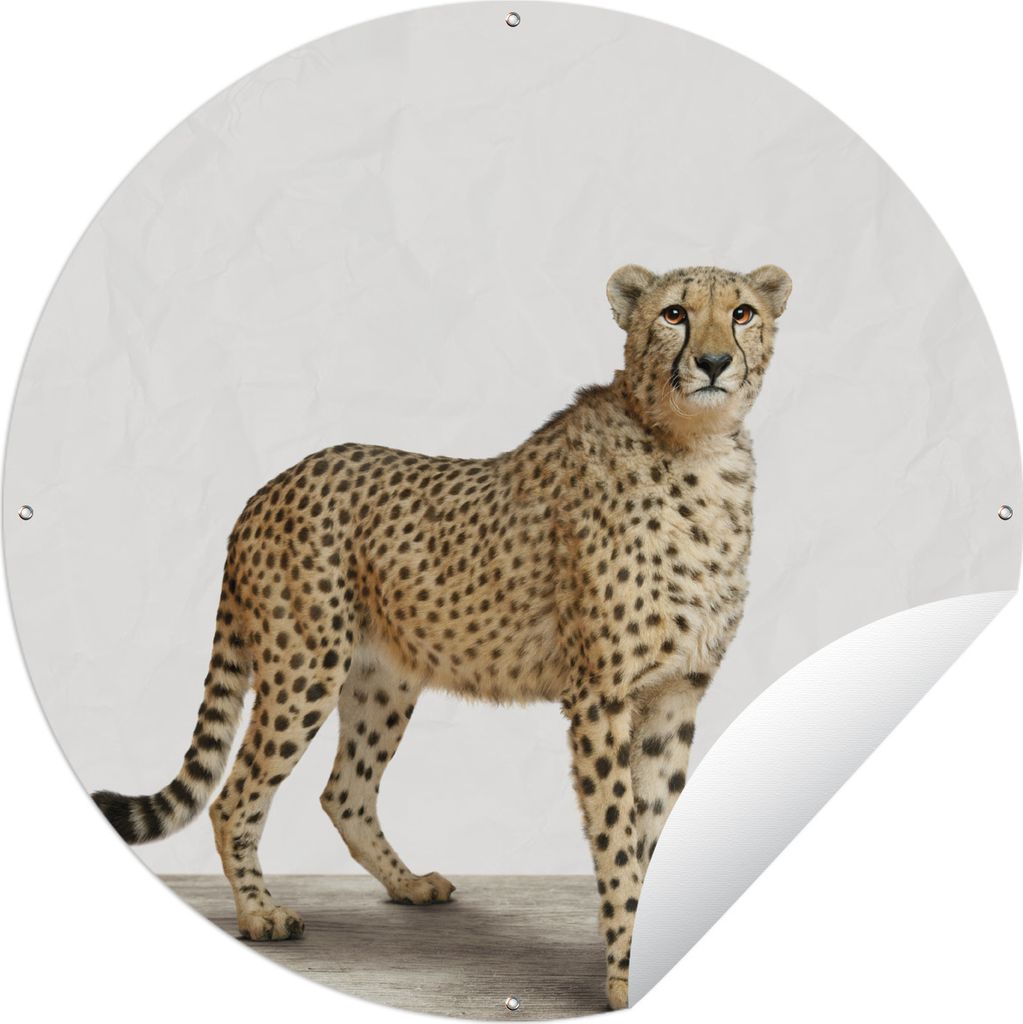 MuchoWow Gartenposter Outdoor-Poster Rund Tiere - Gepard - Weiß Ø 120 cm Gartendeko Rundes Poster draußen