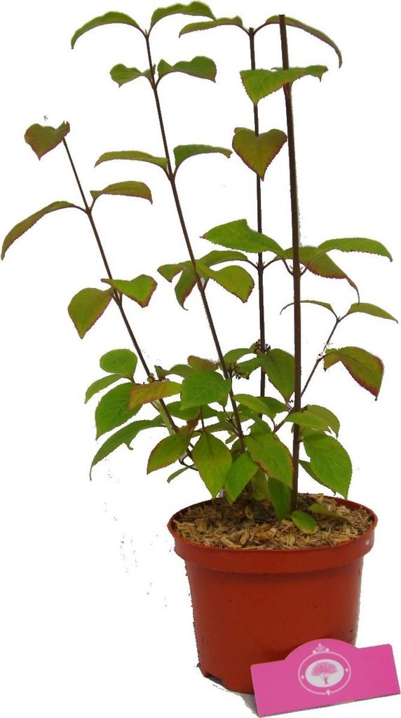 Callicarpa bodinieri 'Profusion', 2 Liter Topf Produktbild 3