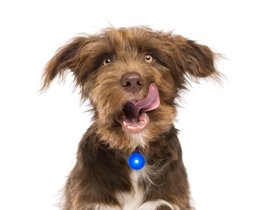 Inseguitore ha condotto la luce per la luce del pendente del collare del cane dell'imbracatura - 13