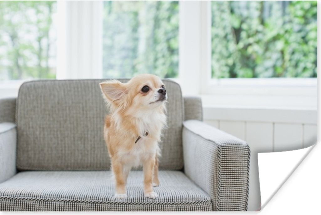 MuchoWow Poster Ein Chihuahua auf einem grauen Stuhl 30x20 cm - Plakate - Print