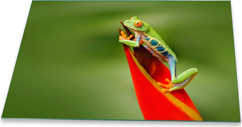 OFFERTA! Copertura Piano Cottura 80x52 Vetro Temperato Animali