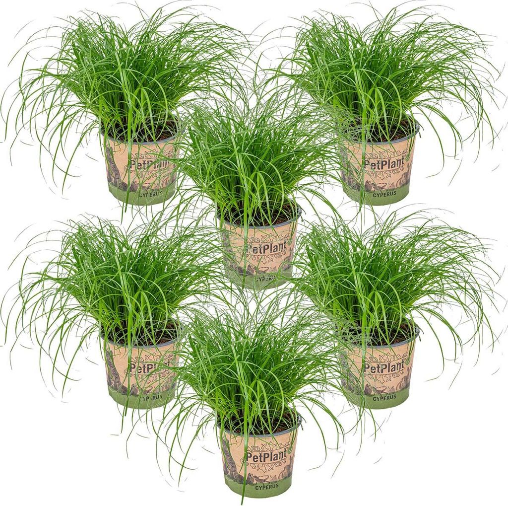 Bloomique - 6er Set - Cyperus Zumula - Katzengras Fertig Gewachsen - Zimmerpflanzen - Pflegeleicht - Haustierfreundlich - Höhe 20-30 cm - Topf 12 cm