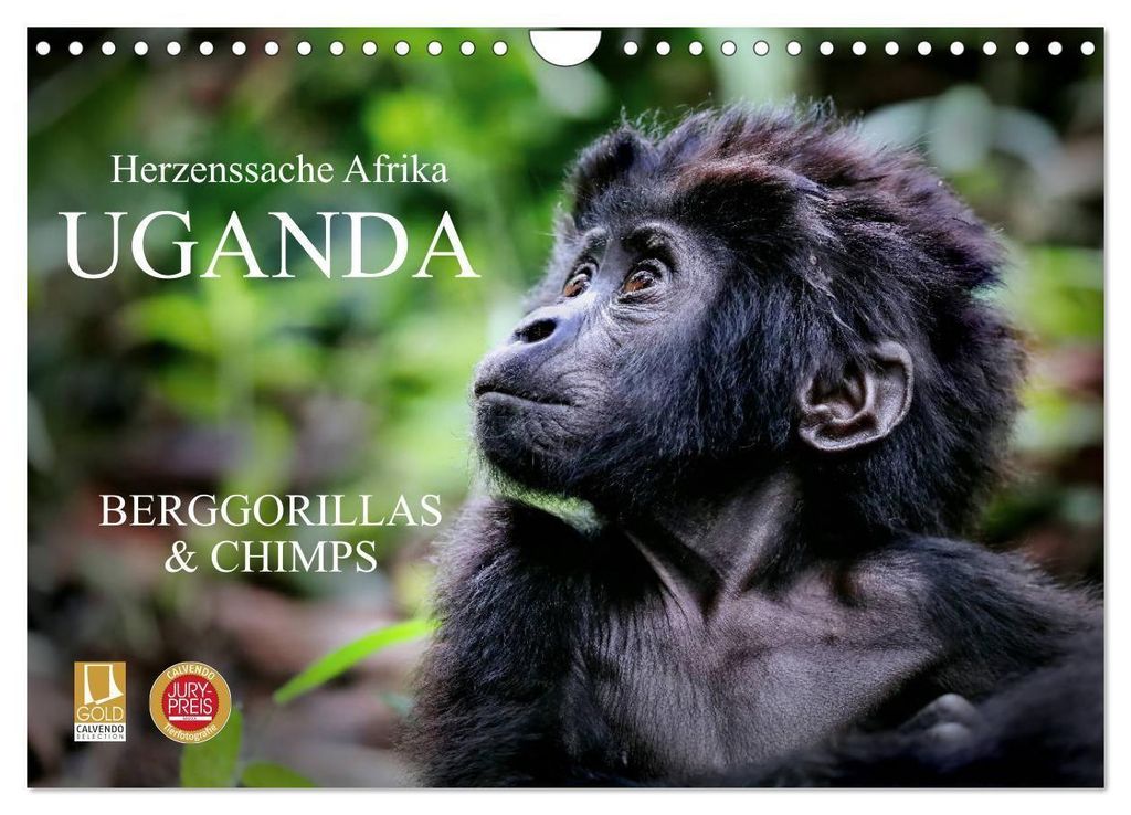 UGANDA - Berggorillas & Chimps (Wandkalender 2027 DIN A4 Produktbild 