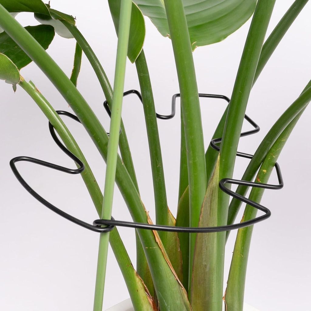5 Stück schwarze Monstera-Pflanzenstützen (19 x 17 cm) – Verstellbare und robuste Pflanzenstützen für Kakteen und Kletterpflanzen – Ideale ...