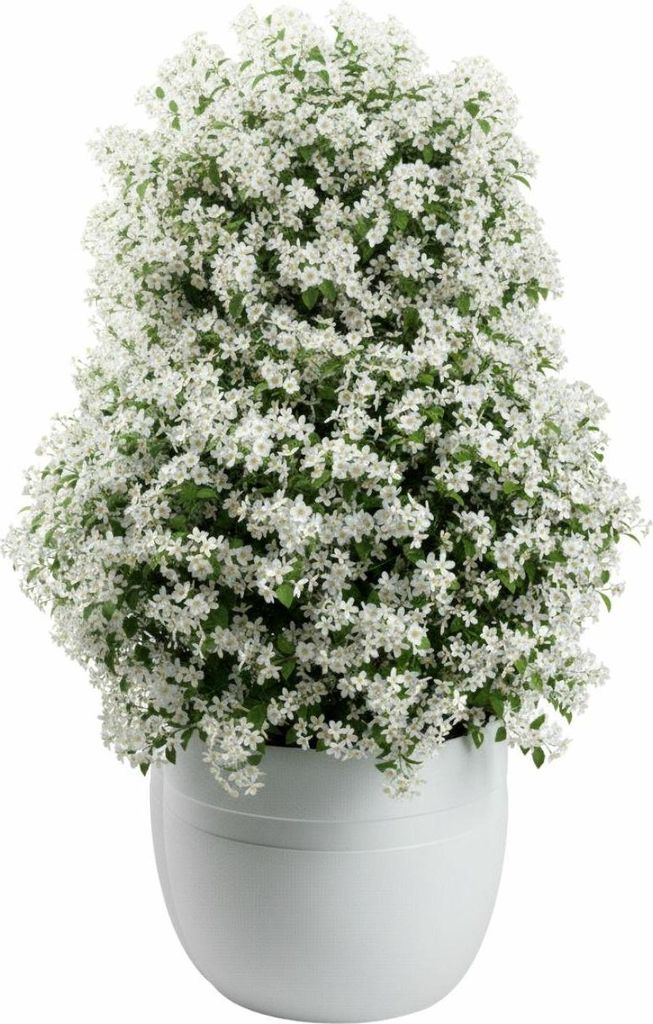 HowHomely | Blumentopf - Pflanzentopf - B46xH38 cm - weiß - Übertopf - Pflanzgefäß - Pflegeleicht