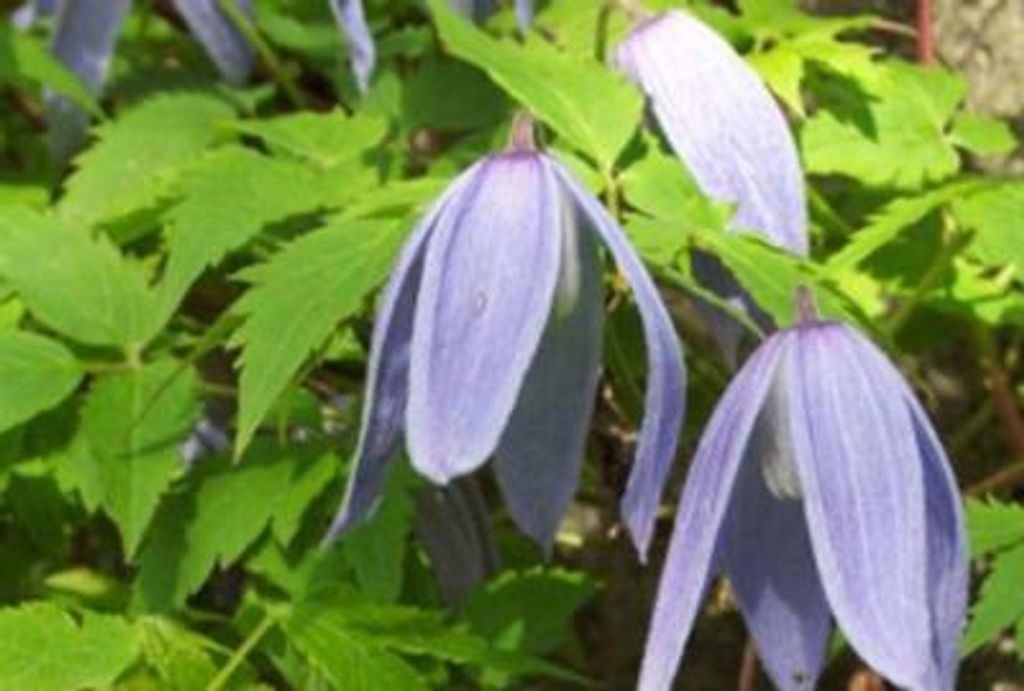 Clematis alpina - Alpská lesná liána 50-60 cm | Kvetináč Obrázok produktu 
