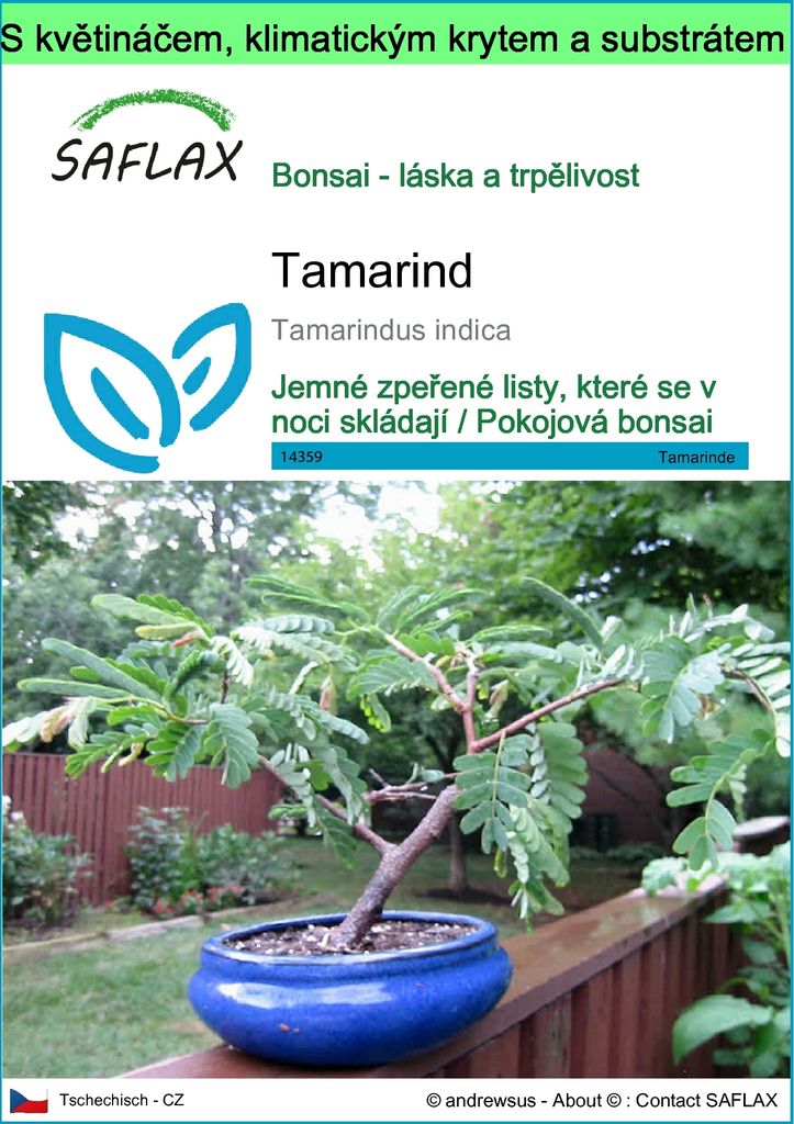 SAFLAX Garden to go - tamarind - Tamarindus indica - 4 Obrázek produktu 