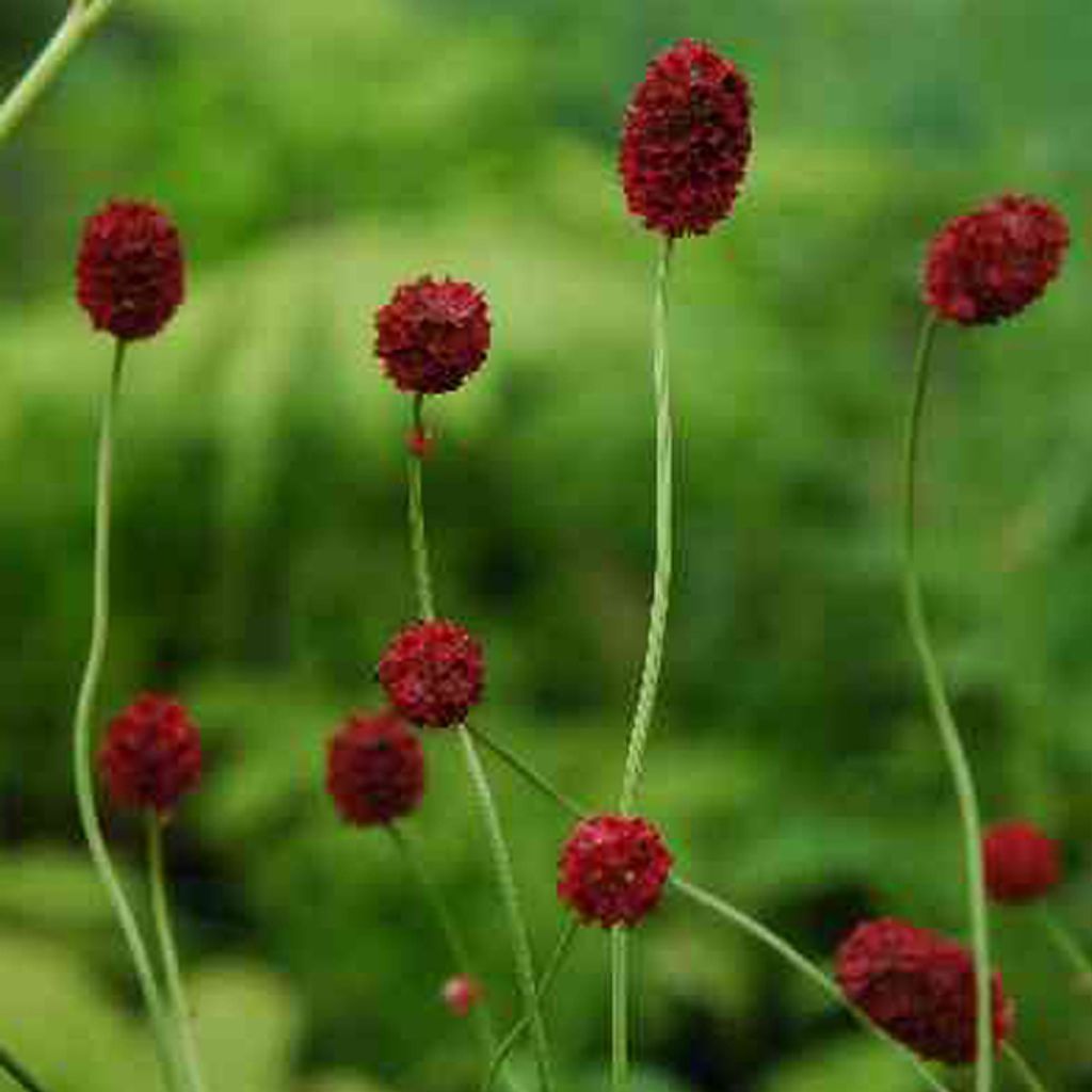 6 x Wiesenknopf  - Sanguisorba officinalis 'Tanna'  | Topf Produktbild 