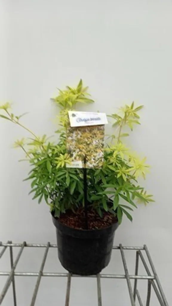 Choisya Goldfingers Limo au Feuillage Doré Persistant en Pot 25 cm