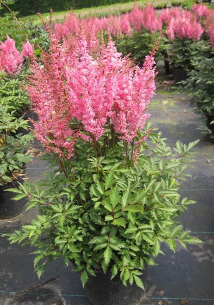 Prachtspiere Younique ® Pink - Astilbe Younique ® Pink Produktbild 