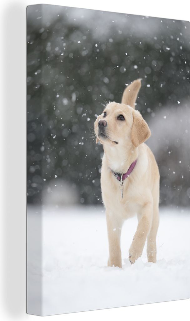 OneMillionCanvasses - Leinwandbilder - 90x140 cm, Blick auf einen weißen Labradorhund im Schnee, Wandbilder Kunstdruck Wanddekoration - Foto auf...