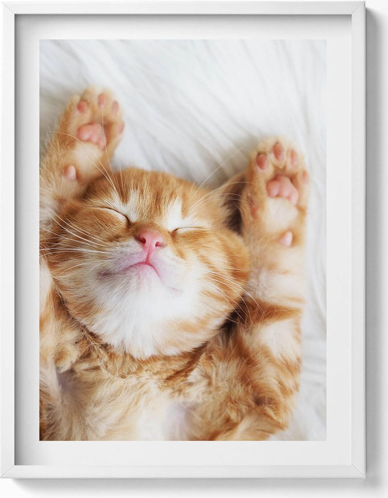 Kleines schlafendes Kätzchen– Wandbild mit Rahmen – Gerahmtes Bild – Wanddekoration – 60x80 cm – Weiß Rahmen