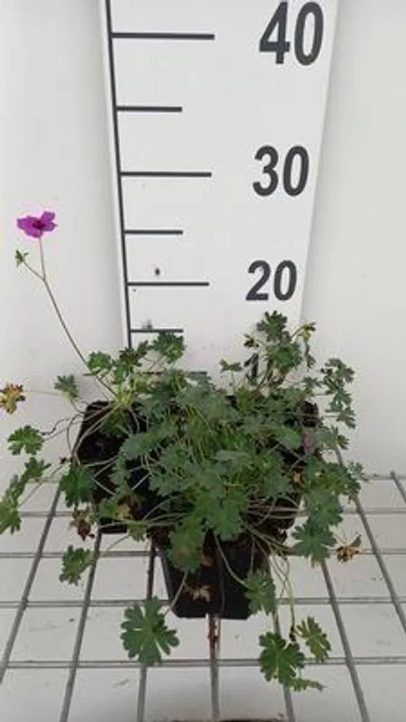 Géranium Subcaulescens pour rocaille et bordure - Lot de 6 en pots