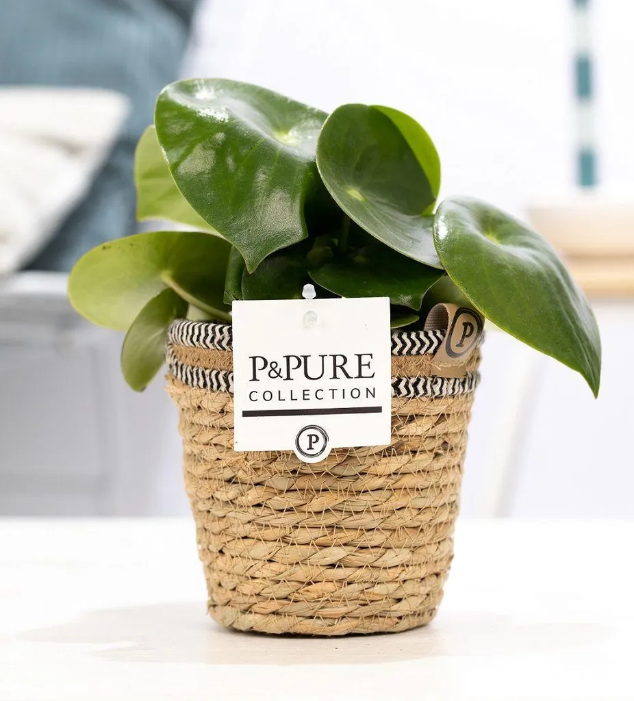 Plante d'Intérieur Peperomia Raindrop en Panier Boho pour Salon et Bureau
