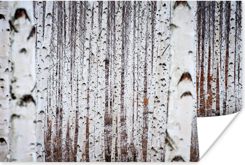 MuchoWow Poster Mehrere schwarze und weiße Baumstämme in einem Wald 120x80 cm - Bilder