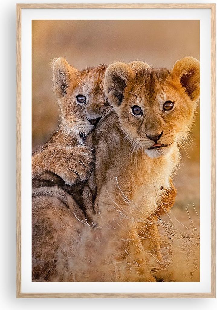 Gerahmtes Poster - Rahmen in heller Eiche - Löwe Natur Tier Produktbild 
