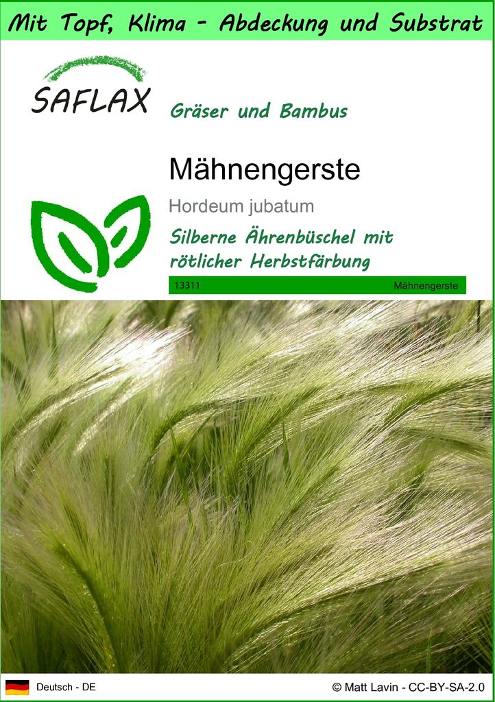 SAFLAX Garden to go - Mähnengerste - Hordeum jubatum - 70 Samen - Mit Topf, Klima - Deckel und Anzuchtsubstrat
