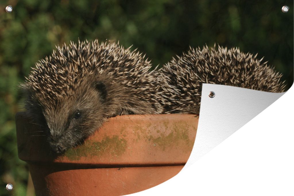 MuchoWow 90x60 cm Outdoor-Poster Gartendeko Sichtschutz Garten Poster für den Garten Zwei Igel auf einem Topf