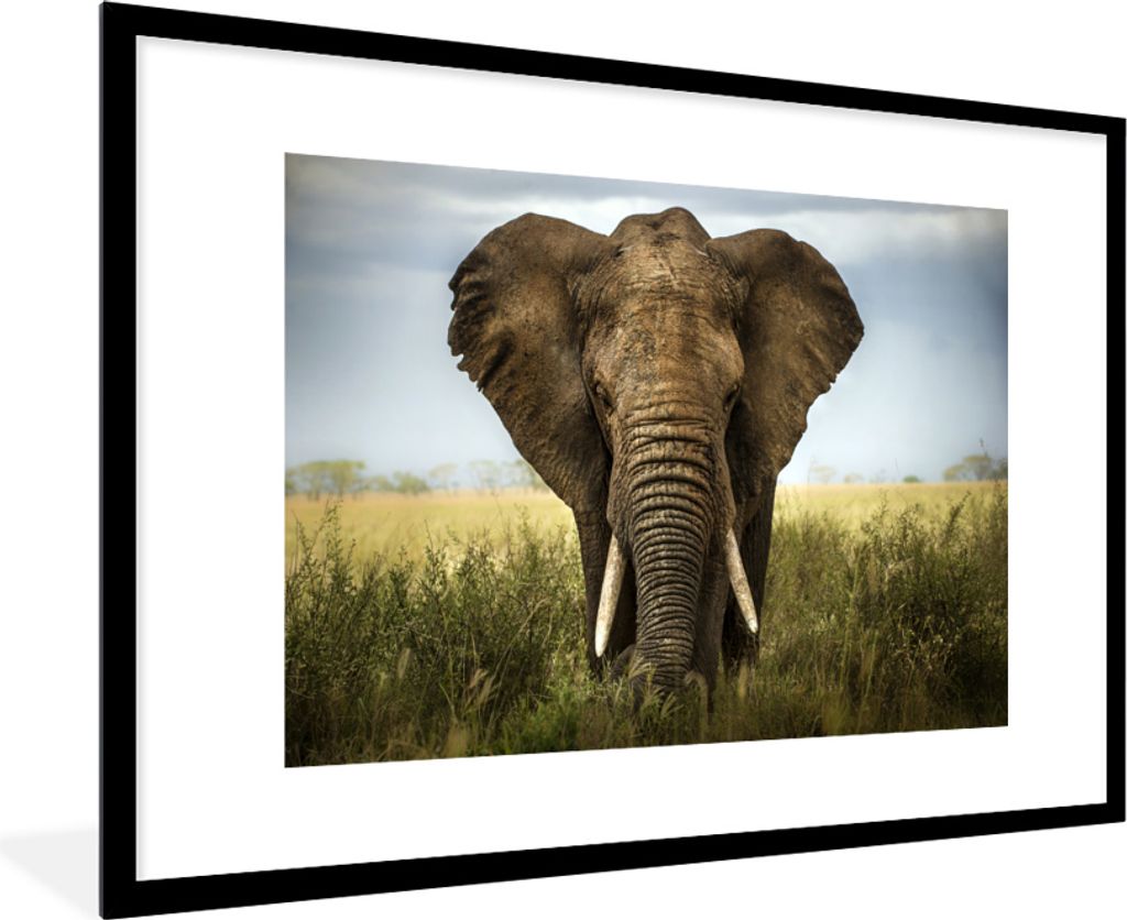 MuchoWow MuchoWow Gerahmtes Poster Elefant - Tiere - Gras 90x60 cm - Poster mit zchwarzem Bilderrahmen - Wanddekoration - Fotos