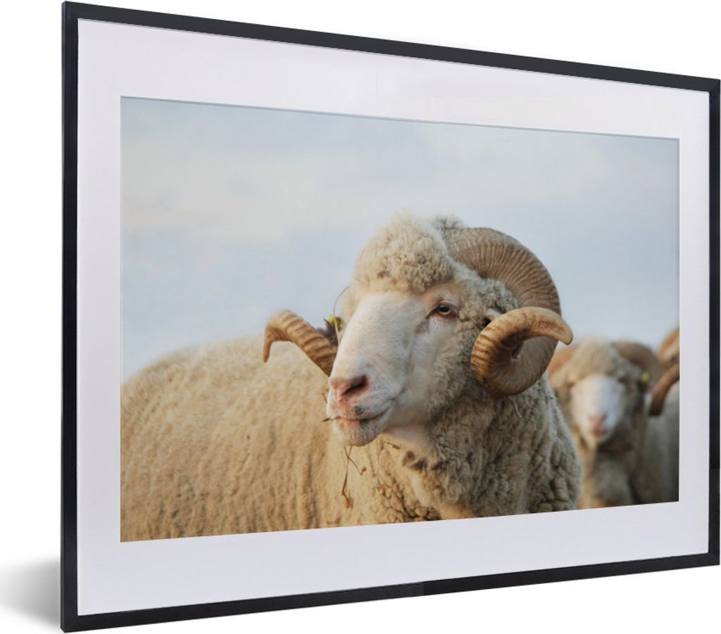 MuchoWow Gerahmtes Poster Schafe - Widder - Hörner 40x30 cm - Poster mit Schwarzem Bilderrahmen Wandposter Rahmen Foto Bilder - Bilderrahmen - P...