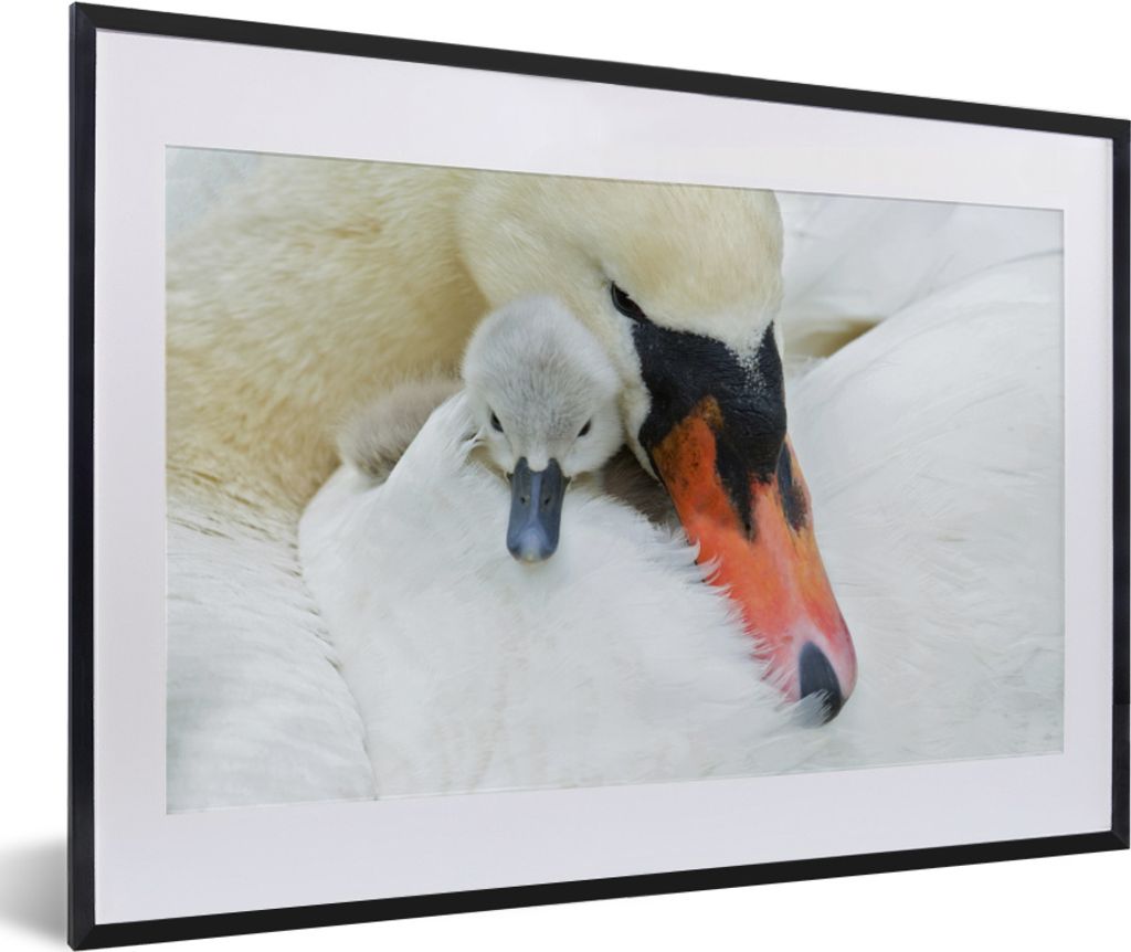 MuchoWow MuchoWow Gerahmtes Poster Schwan - Küken - Makro 60x40 cm - Poster mit zchwarzem Bilderrahmen - Schlafzimmer - Plakat in Rahmen - Dru...