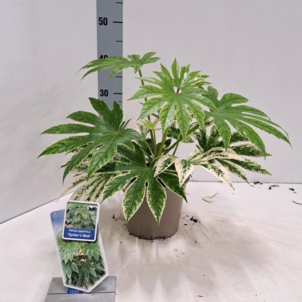 Fatsia japonica 'Spiders Web' - Zimmeraralie | 30-40 cm im Topf