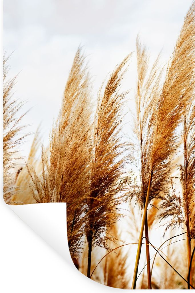 MuchoWow Wandtattoo Wandsticker Wandaufkleber Pampasgras - Sonne - Gras 80x120 cm Selbstklebend und Repositionierbar - Repositionierbar - Wasser ...