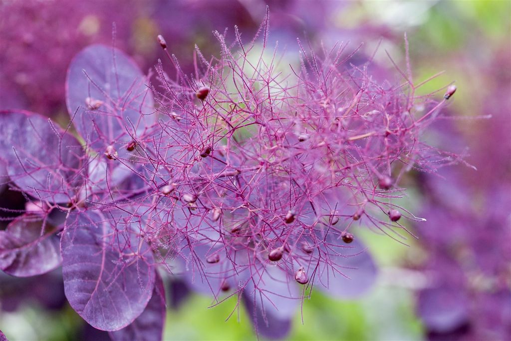 Cotinus coggygria 'Dusky Maiden', Perückenstrauch, purpurrot, 40–60 cm