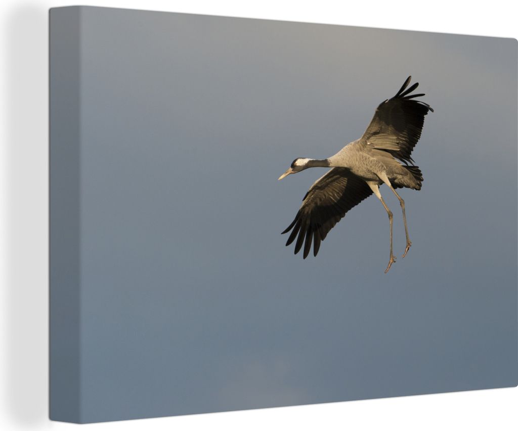 OneMillionCanvasses - Leinwandbilder - 140x90 cm, Anmutiger europäischer Kranich im Flug, Wandbilder Kunstdruck Wanddekoration - Foto auf Leinwa...