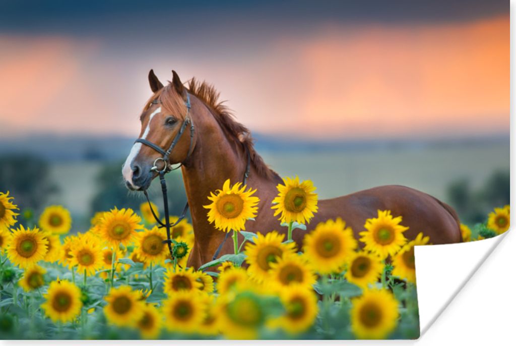 MuchoWow Poster Pferd - Sonnenblume - Himmel - Pastell 120x80 cm - Bilder