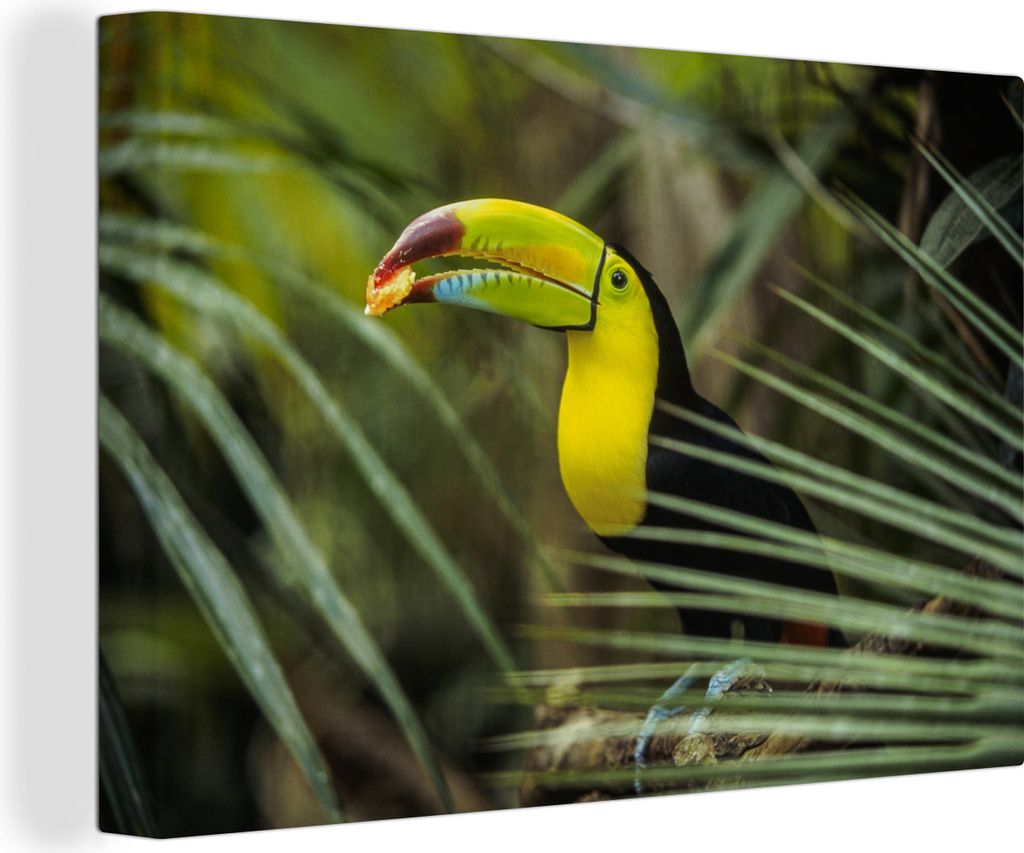 OneMillionCanvasses - Leinwandbilder - 150x100 cm, Nahaufnahme eines fütternden Tukans, Wandbilder Kunstdruck Wanddekoration