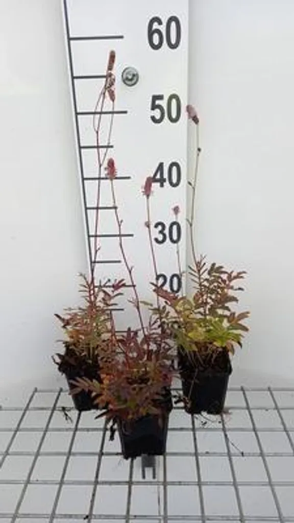 Lot de 6 Sanguisorba officinalis Pink Tanna - Pimpinelle en pot 9x9 cm