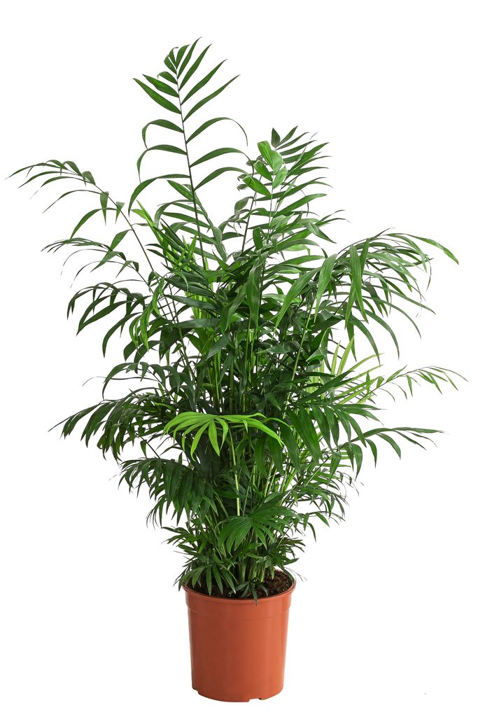 Dehner Bergpalme, Chamaedorea elegans, gefiedertes Blattwerk, 80-90 cm, Ø Topf 19 cm, Zimmerpalme