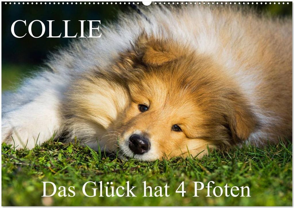 Collie - Das Glück hat 4 Pfoten (Wandkalender 2026 DIN A2 quer), CALVENDO Monatskalender
