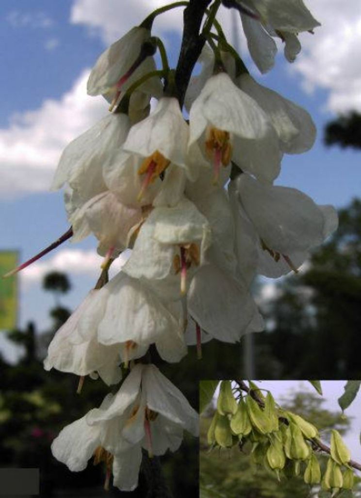 Halesia carolina - Schneeglöckchenbaum - 80-100cm