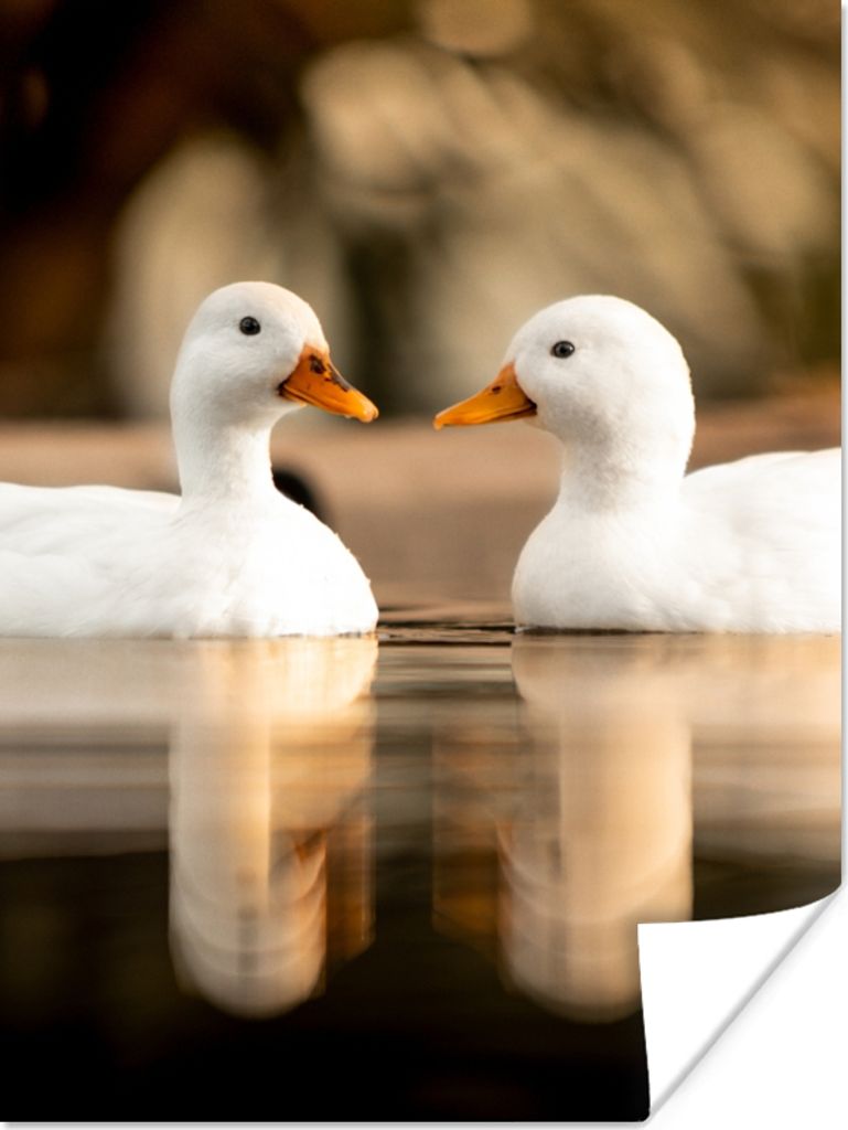 MuchoWow Poster Ente - Weiß - Tiere - Wasser - Vogel - Enten 60x80 cm - Schlafzimmer Dekoration