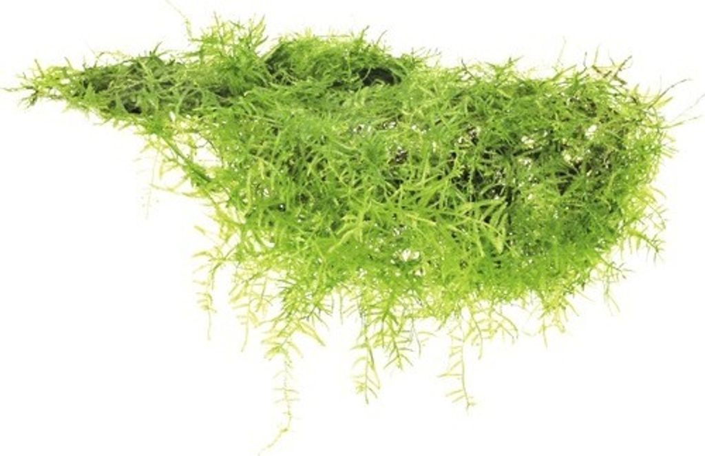 Javamoos als Pad - Taxiphyllum barbieri