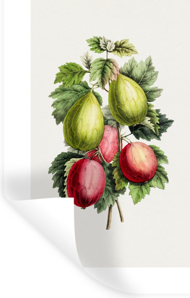 MuchoWow Wandtattoo Wandsticker Wandaufkleber Lebensmittel - Feigen - Pflanze 20x30 cm Selbstklebend und Repositionierbar - Sticker - Dekorfolie