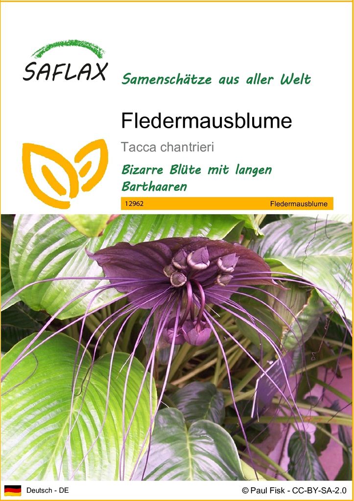 SAFLAX - Fledermausblume - Tacca chantrieri - 10 Samen Produktbild 