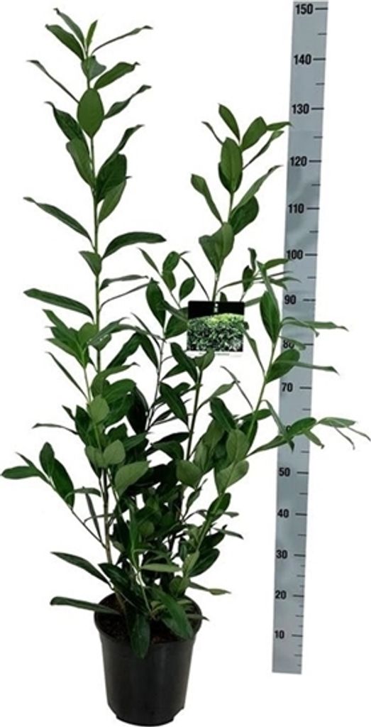 Prunus laurocerasus Caucasica 15-20 cm - Kirschlorbeer - Produktbild 