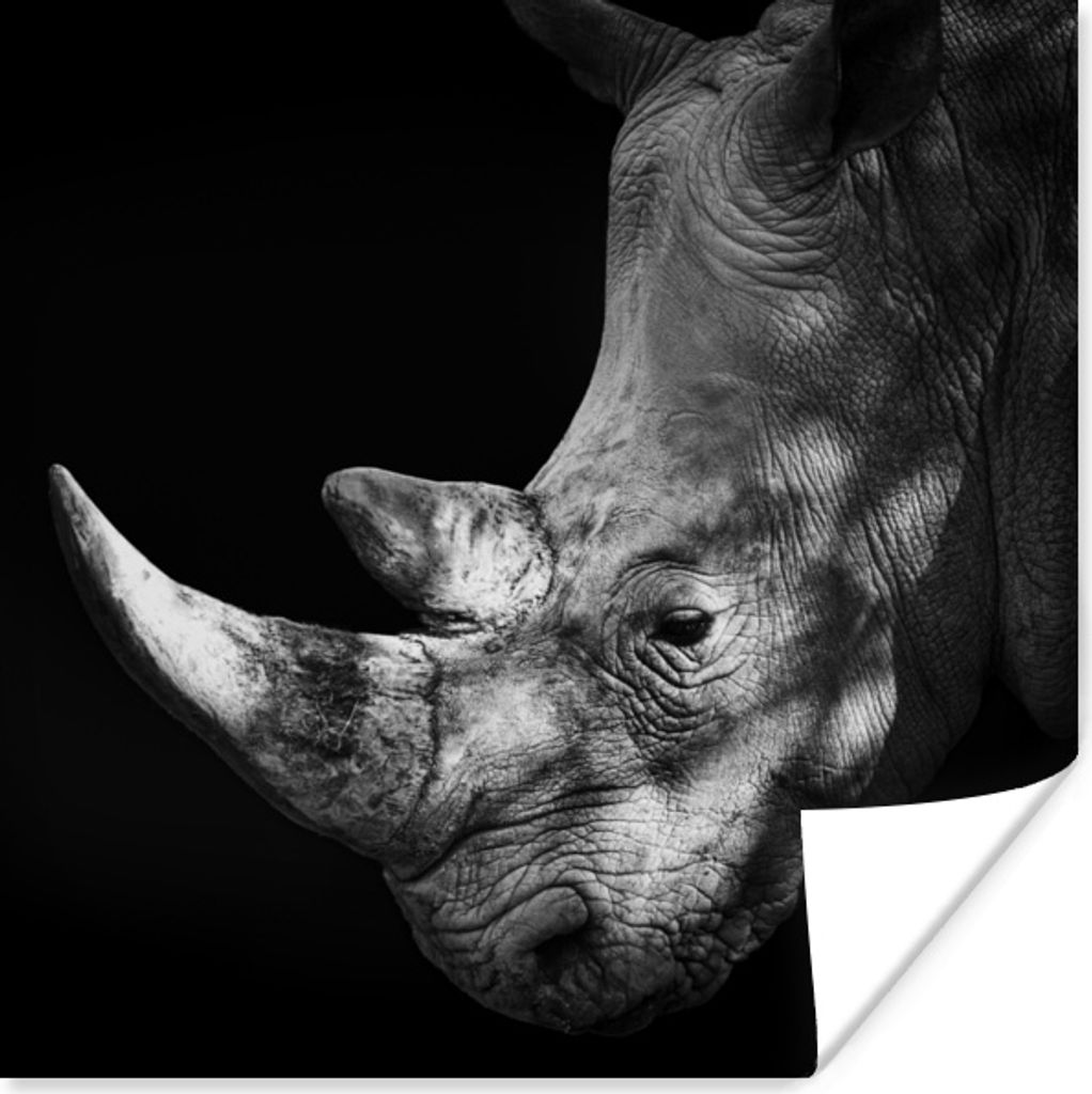 MuchoWow Poster Rhinozeros - Horn - Schwarz - Weiß 30x30 cm - Wandposter - Printing