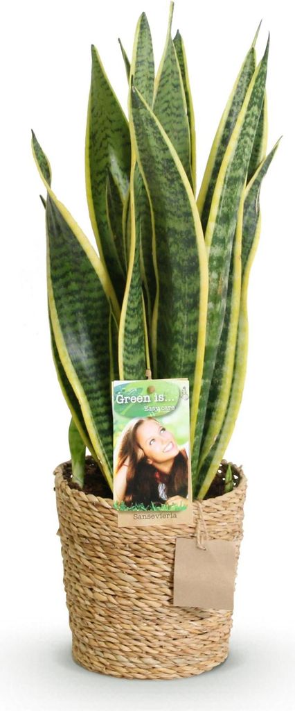 Sansevieria Laurentii – 60-70cm – 17cm mit Korb – Pflegeleichte Schwiegermutterzunge – Grün-Gelbes Blattwerk – Robuste Zimmerpflanze fü...