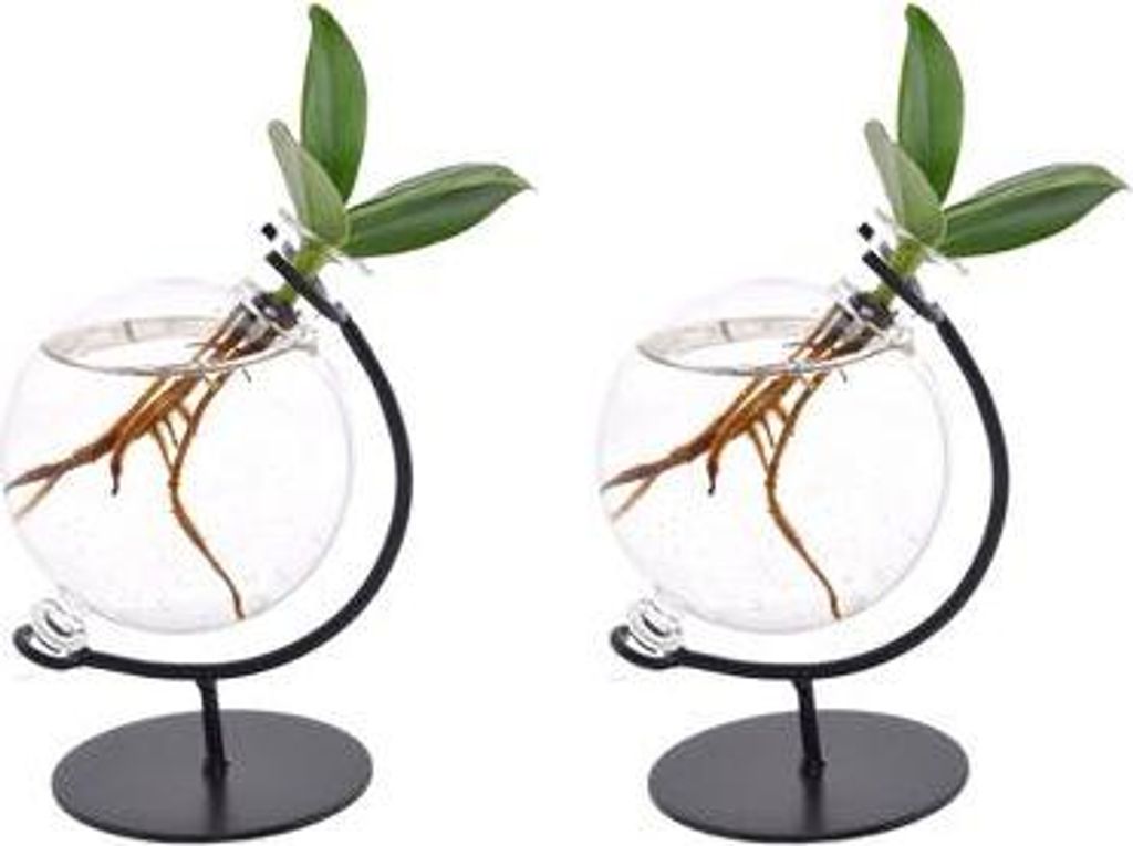 Clusia im Victoria Glas – Balsamapfel – 2 Stück – Ø5cm – Höhe ca. 10cm – Dekorative Hydroponie-Zimmerpflanze – Pflegeleicht & stilvo...