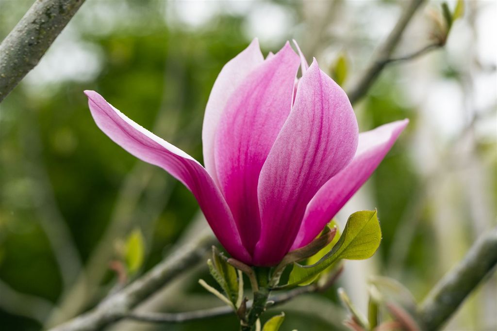 Magnolia 'March Till-Frost', Magnolie, 60–80 cm, beeindruckende Blüten
