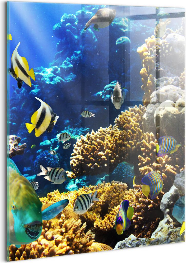 Designer Glasbild - Wandbild - Glas Bild - 60x80 cm - Foto Von Fischen An Einem Korallenriff