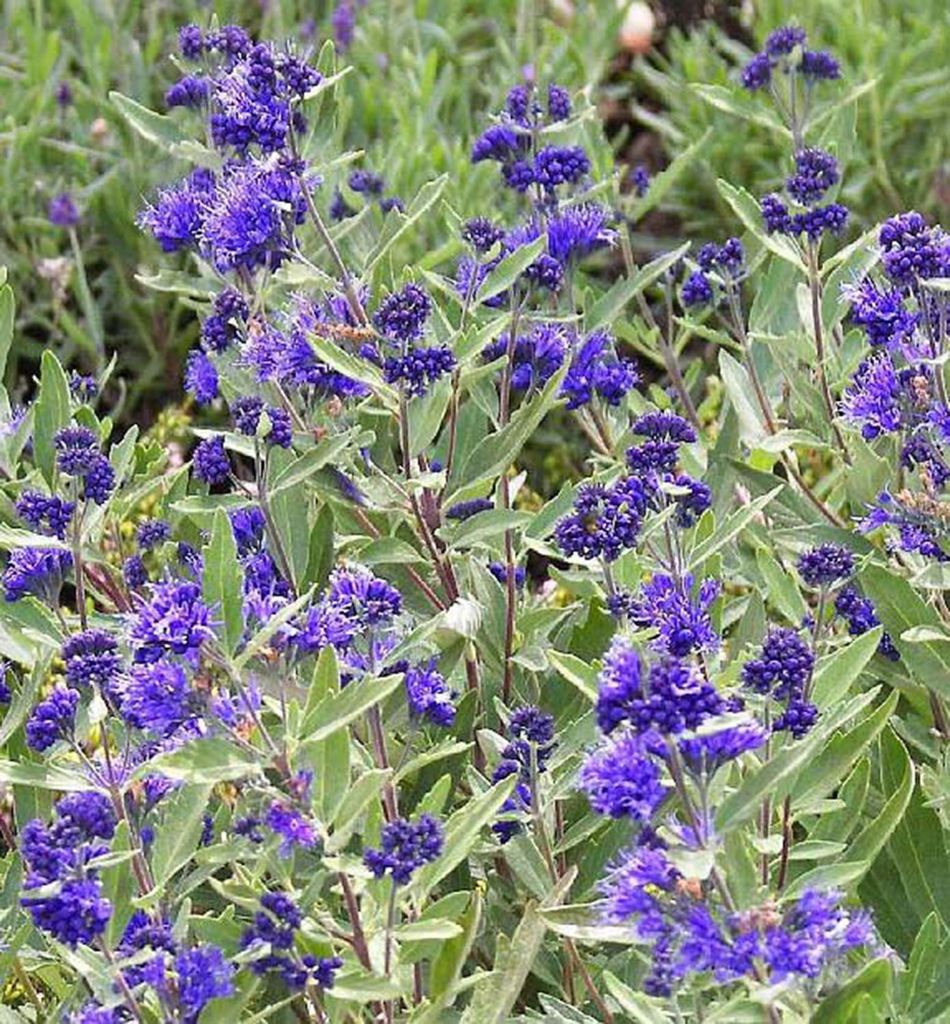Bartblume ´KEW BLUE´ 20-30 cm, Cont. 2,5 l Produktbild 