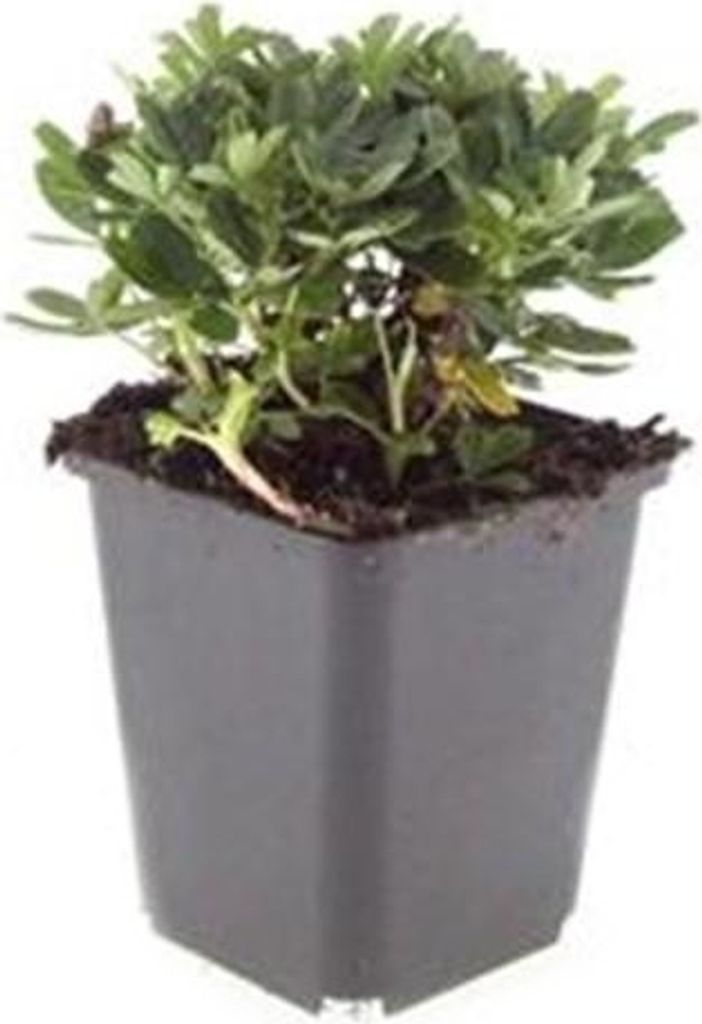 Bodendecker - Teppich-Fingerkraut - Potentilla tridentata 'Nuuk' - 9cm Topf - Set mit 6 Pflanzen